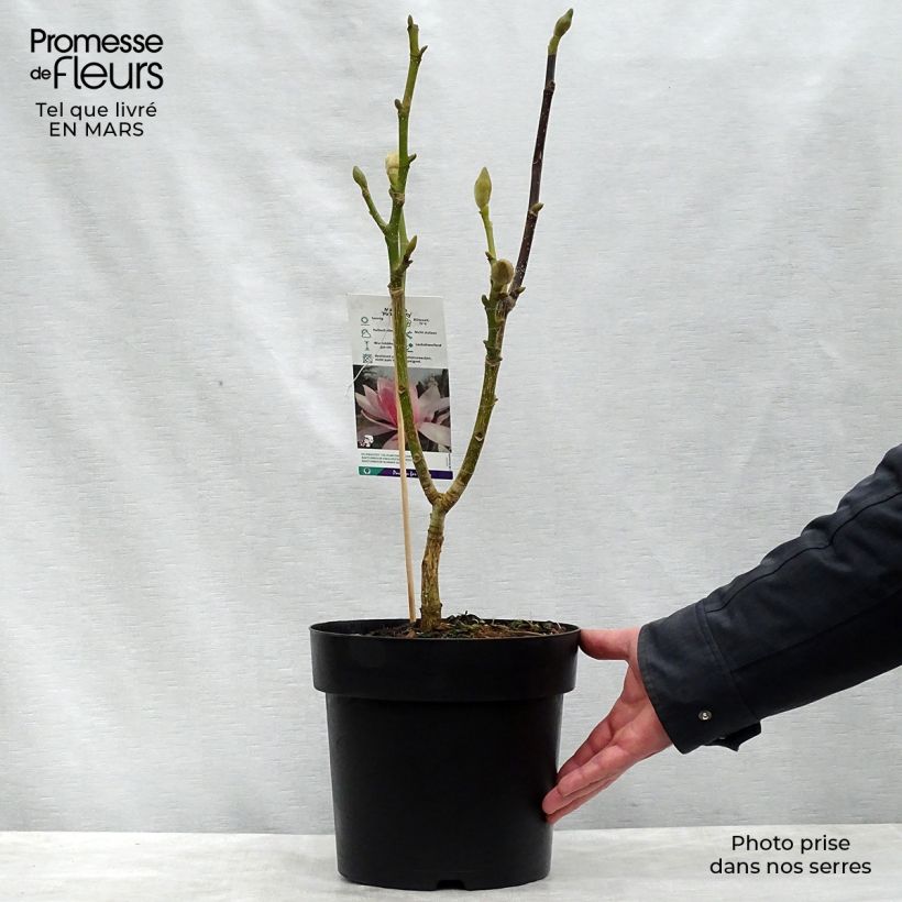 Spécimen de Magnolia sprengeri Pink Beauty Pot de 6L/7L tel que livré au printemps