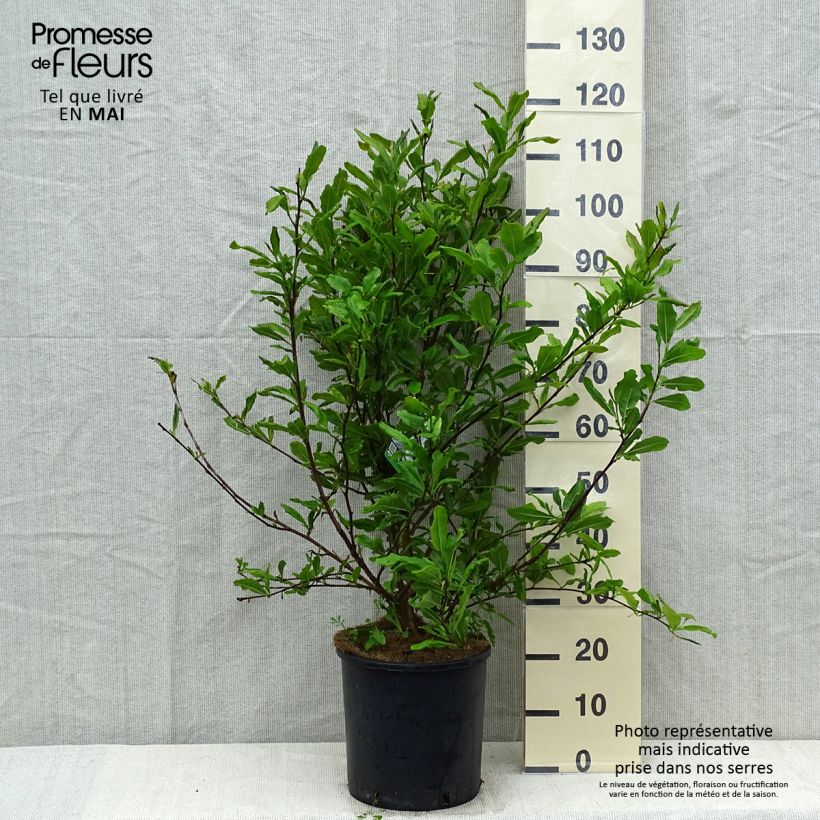 Example of Magnolia stellata - Magnolia étoilé Pot de 7,5L/10L as you get in printemps