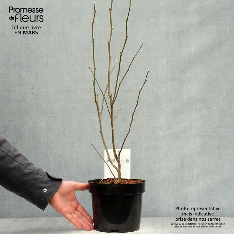 Spécimen de Magnolia stellata Rosea - Magnolia étoilé Pot de 2L/3L tel que livré au printemps