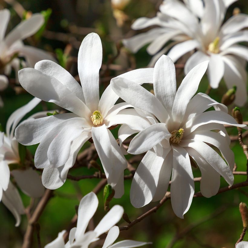 Magnolia stellata - Magnolia étoilé (Flowering)
