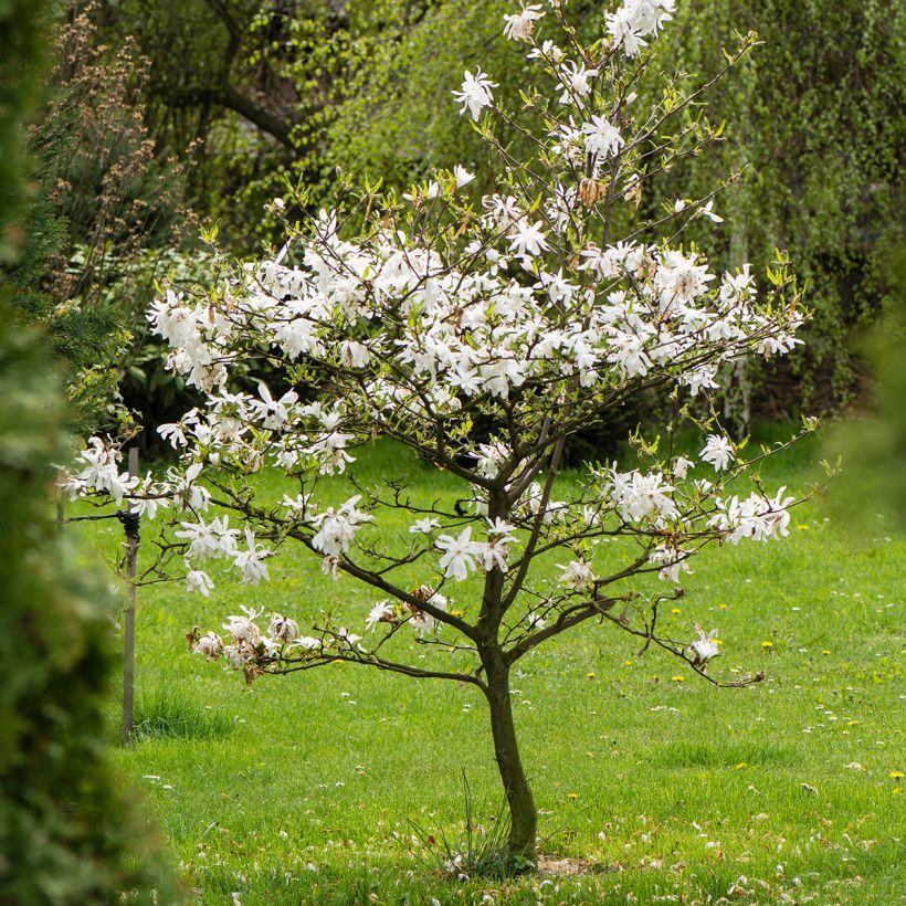 Magnolia stellata - Magnolia étoilé (Plant habit)
