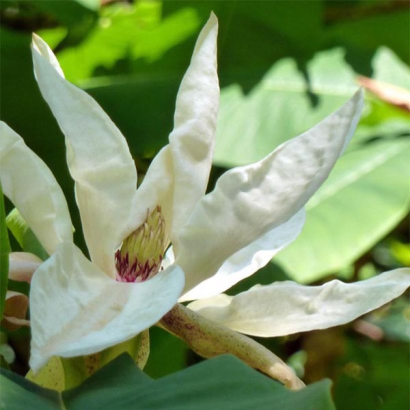 Magnolia tripetala - Magnolia parasol (Flowering)