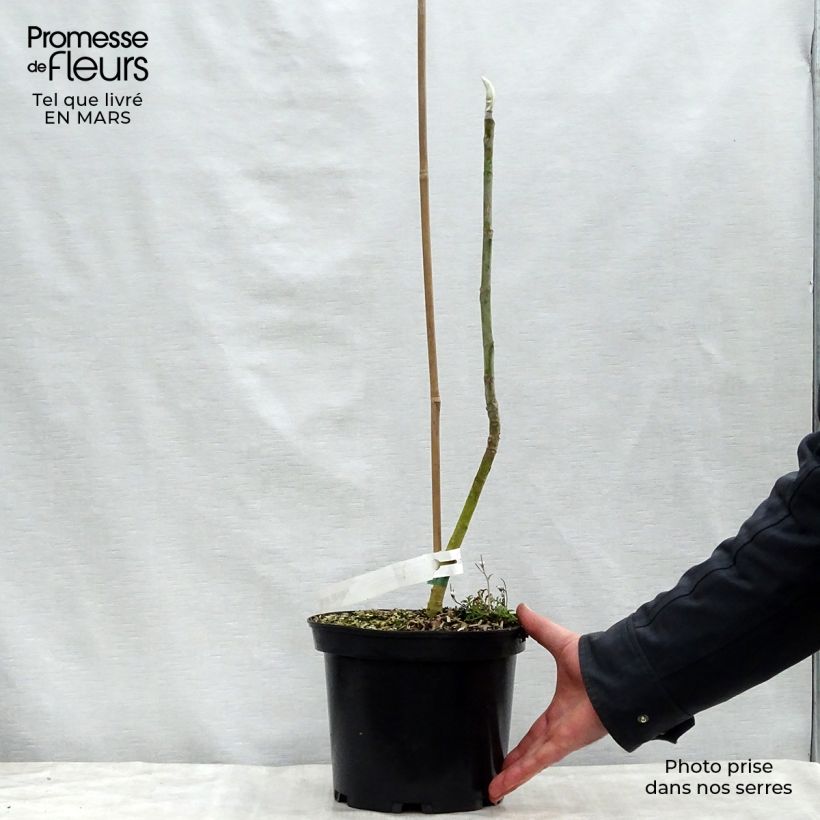 Example of Magnolia tripetala - Magnolia parasol Pot de 3L/4L as you get in printemps