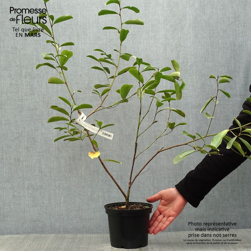 Spécimen de Magnolia yunnanensis - Michelia Pot de 3L/4L tel que livré au printemps