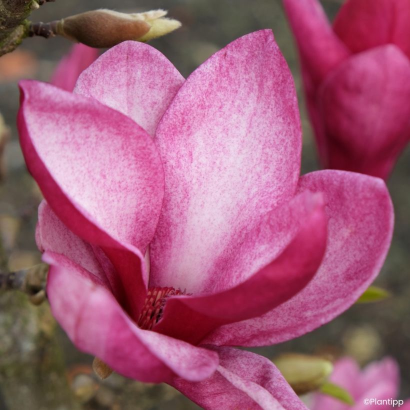 Magnolia greffé Starburst (Floraison)