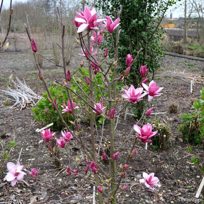Magnolia greffé Starburst (Port)