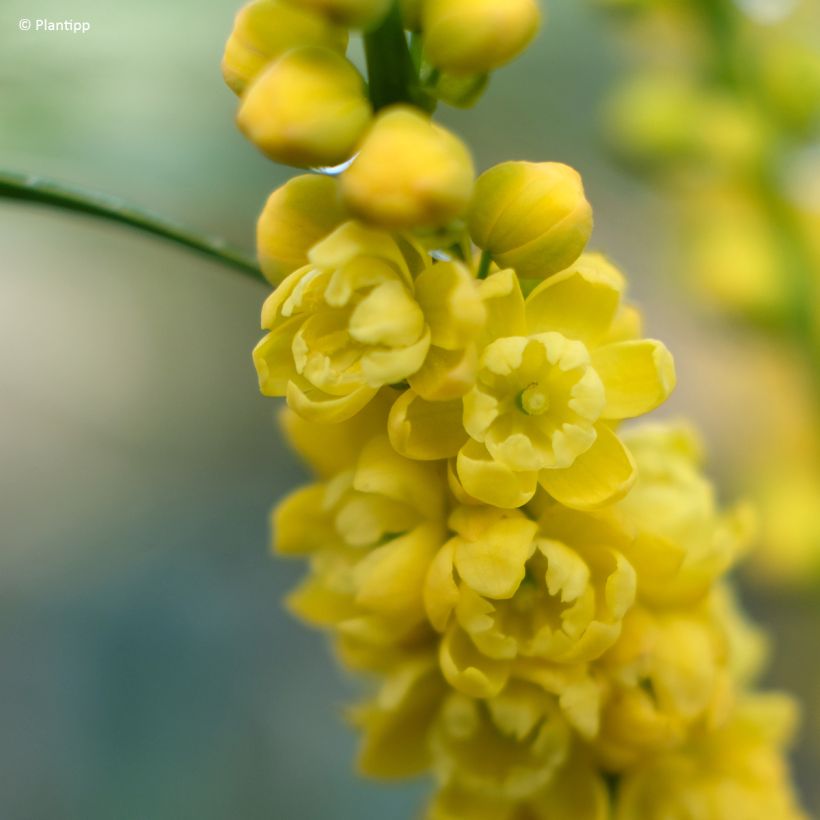 Mahonia Meteor (Flowering)