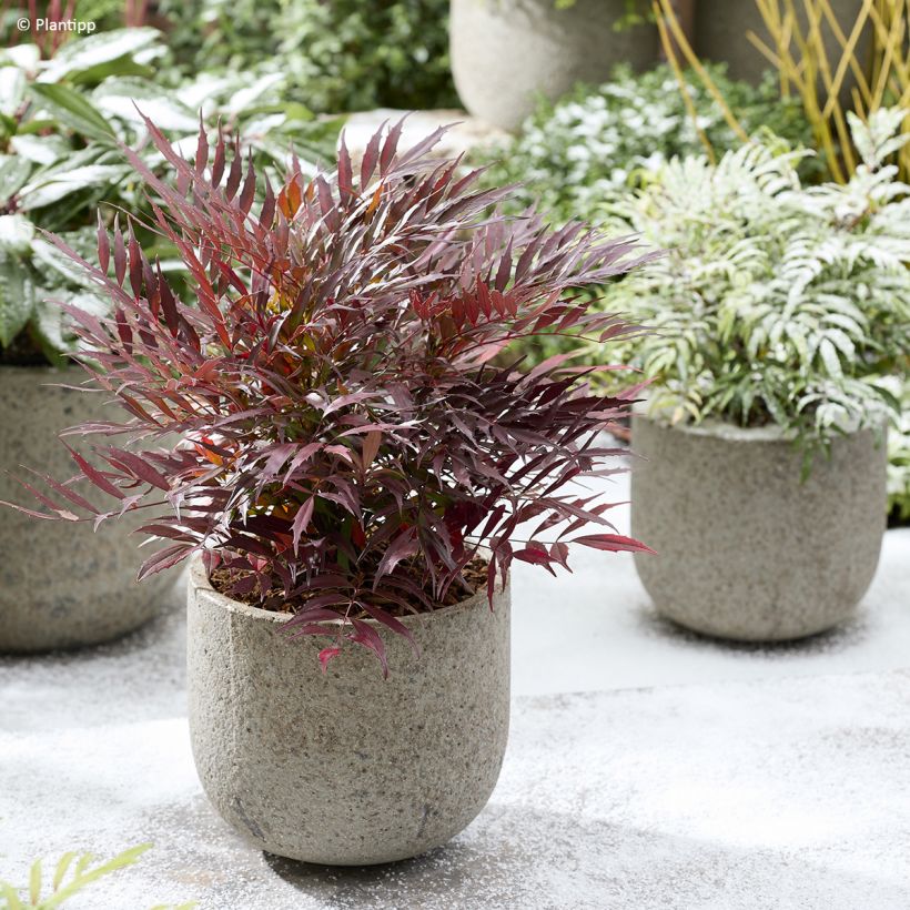 Mahonia Meteor (Plant habit)