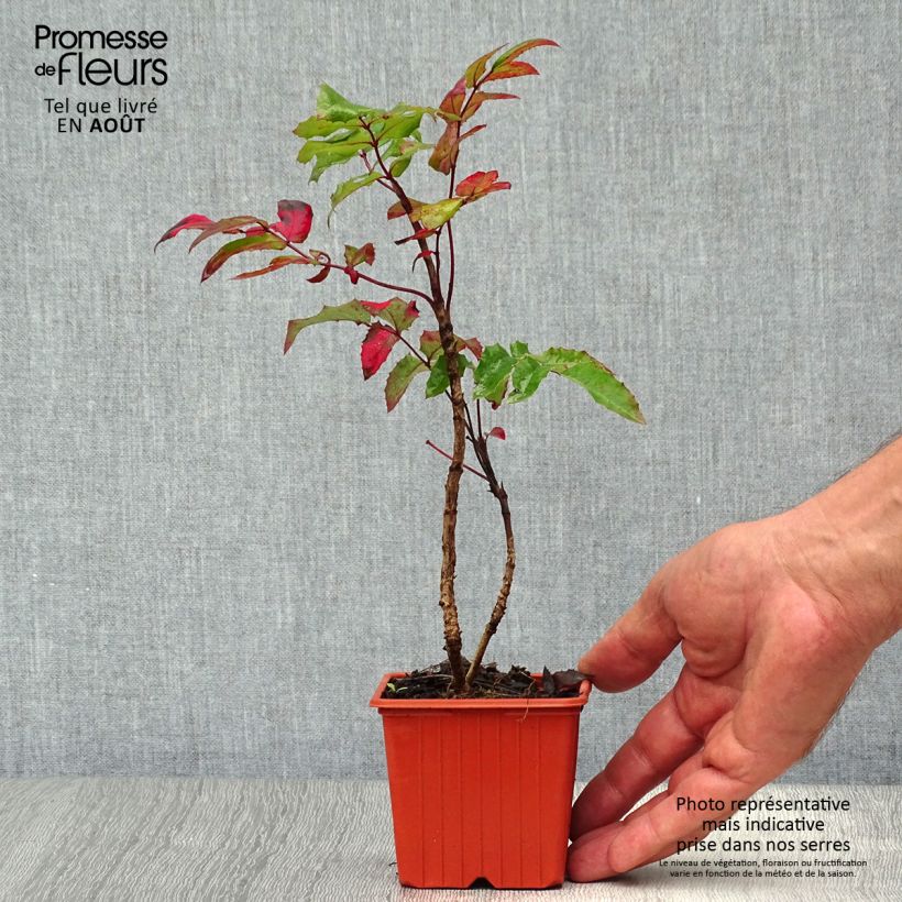 Spécimen de Mahonia aquifolium Godet de 8/9 cm tel que livré en été