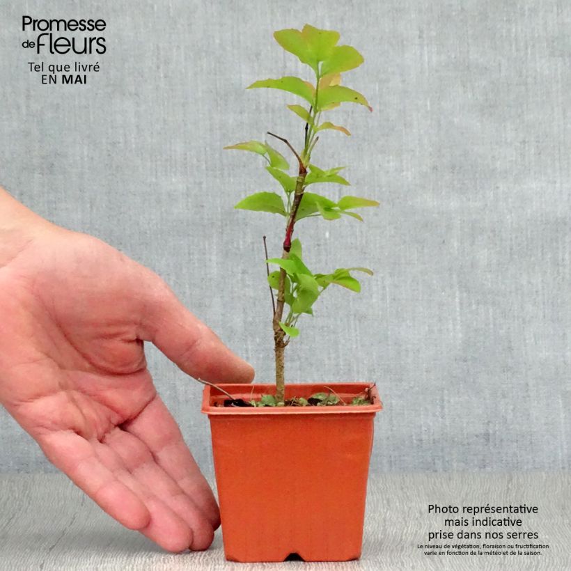 Example of Mahonia aquifolium Godet de 8/9 cm as you get in printemps