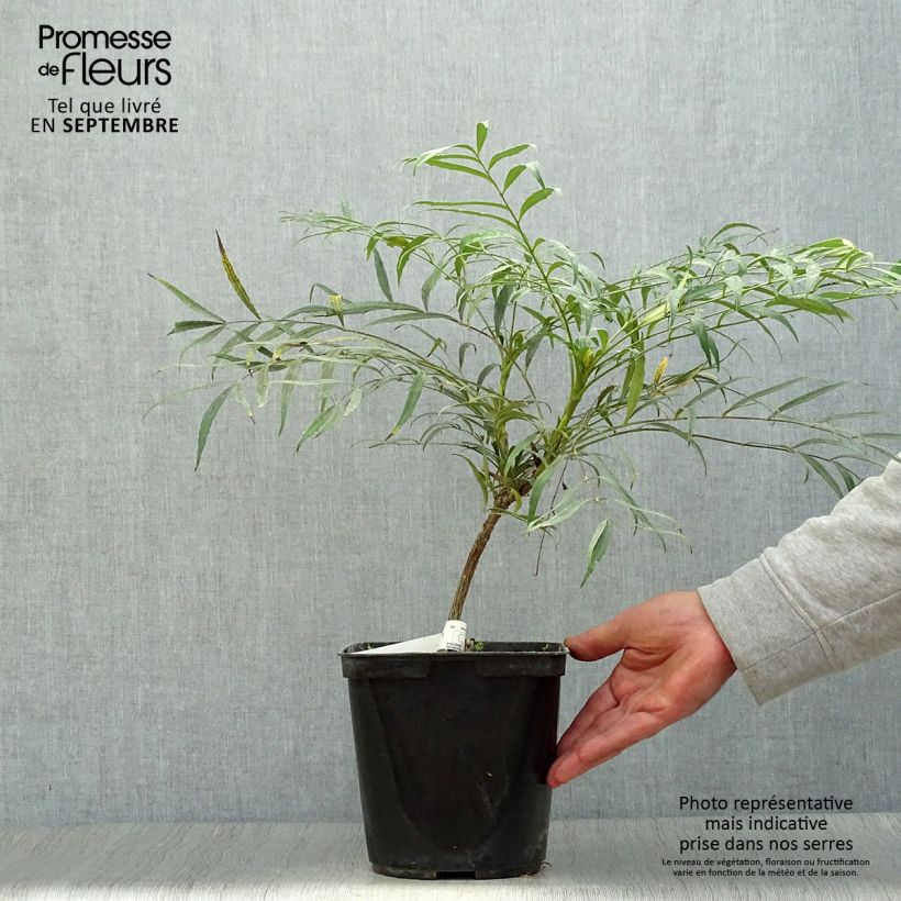 Spécimen de Mahonie à feuilles de houx - Mahonia eurybracteata Sweet Winter Pot de 3L/4L tel que livré en automne