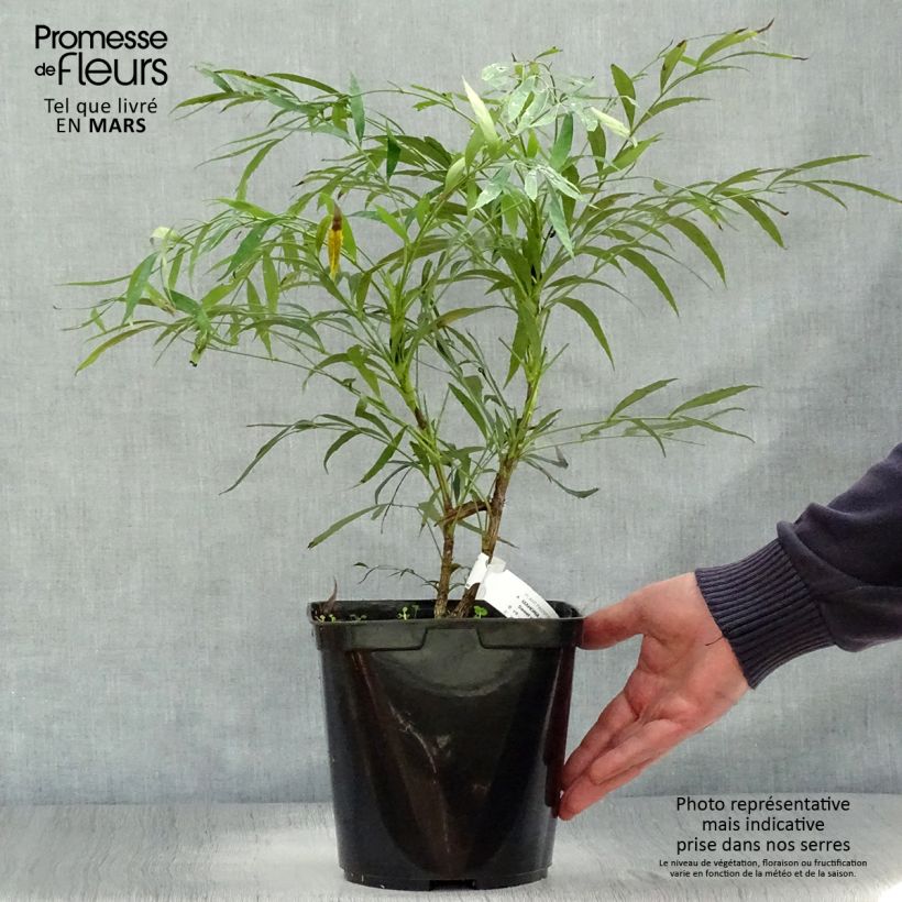 Spécimen de Mahonie à feuilles de houx - Mahonia eurybracteata Sweet Winter Pot de 3L/4L tel que livré au printemps