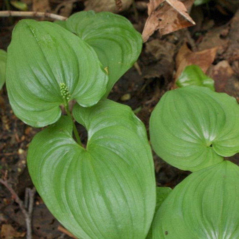 Maianthemum bifolium - Maianthème à deux feuilles (Foliage)