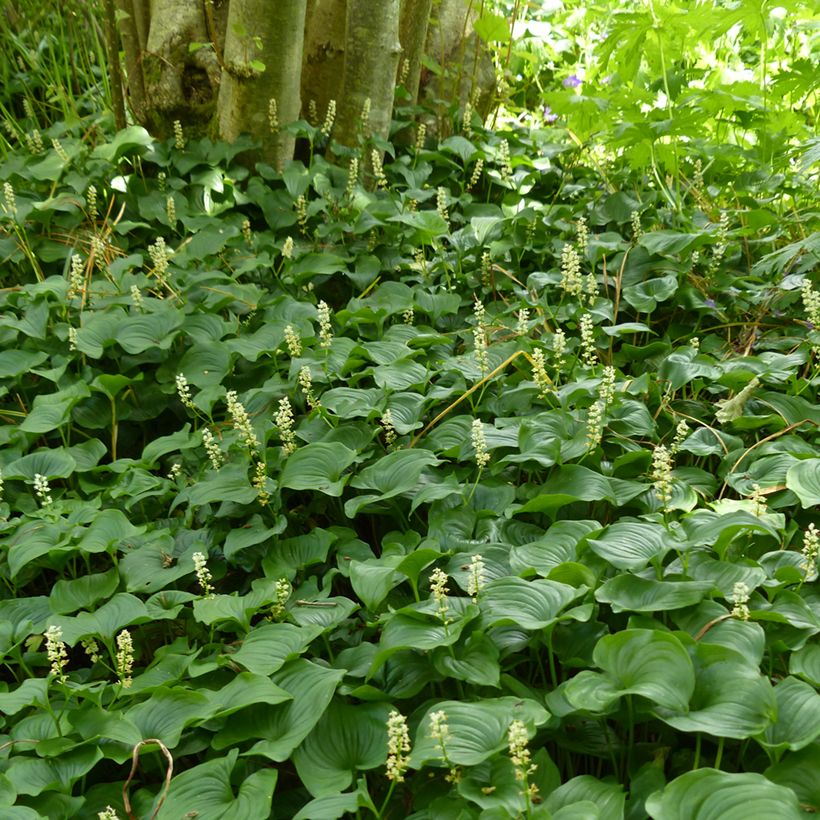 Maianthemum bifolium - Maianthème à deux feuilles (Plant habit)