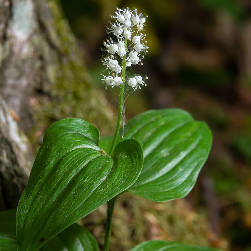 Maianthemum kamtschaticum (Floraison)