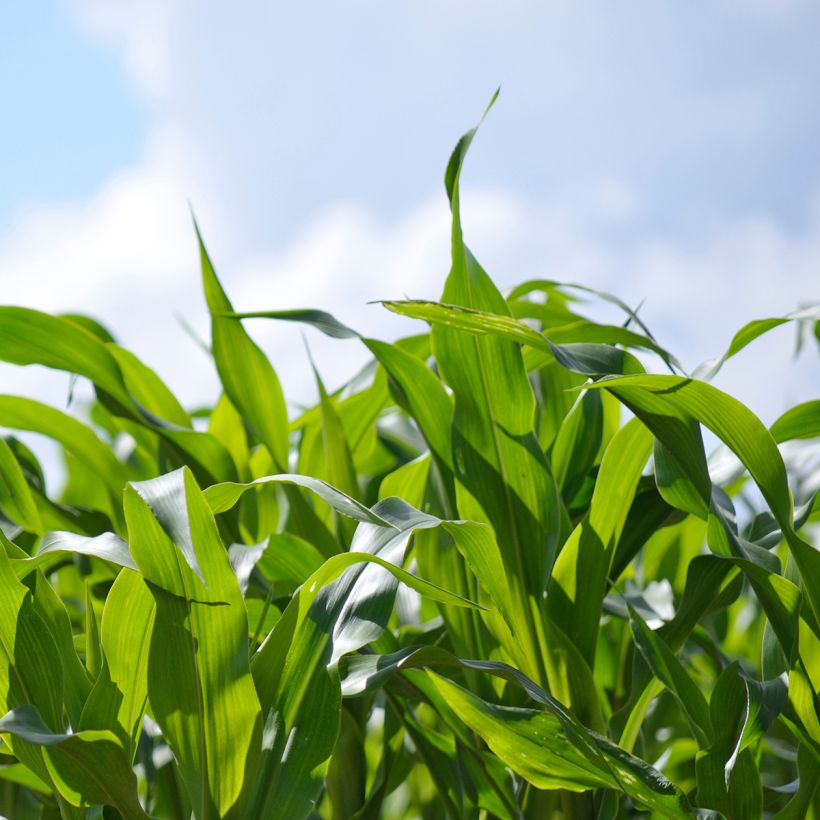 Maïs fourrager - Engrais vert (Foliage)
