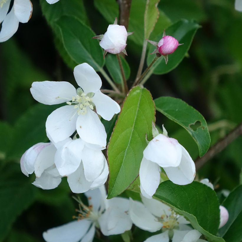 Malus Comtesse De Paris - Pommier d'ornement (Floraison)