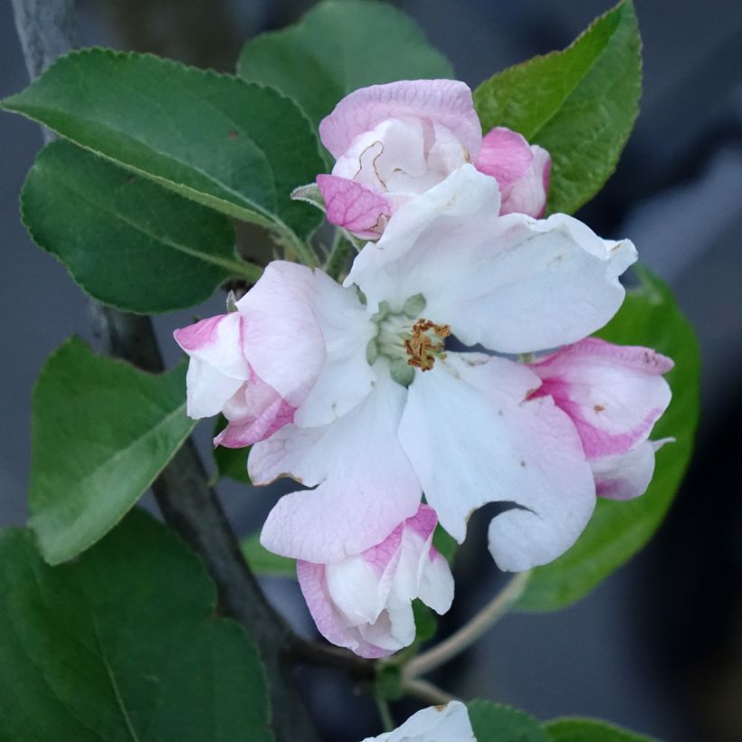 Pommier Golden Noble (Floraison)