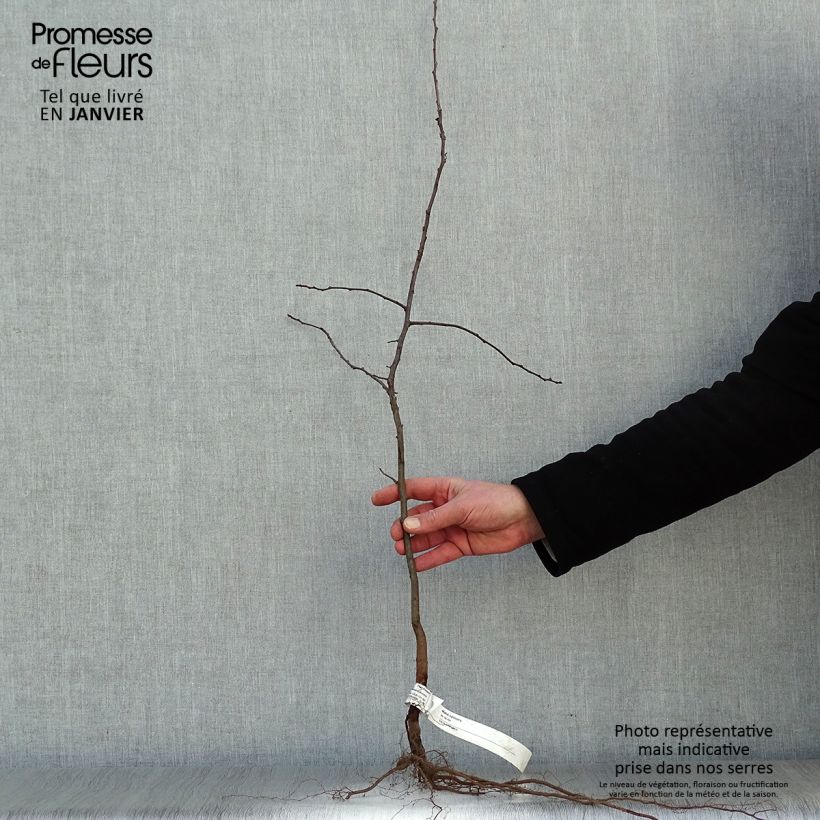 Spécimen de Malus sylvestris - Pommier sauvage Racines nues tel que livré en hiver