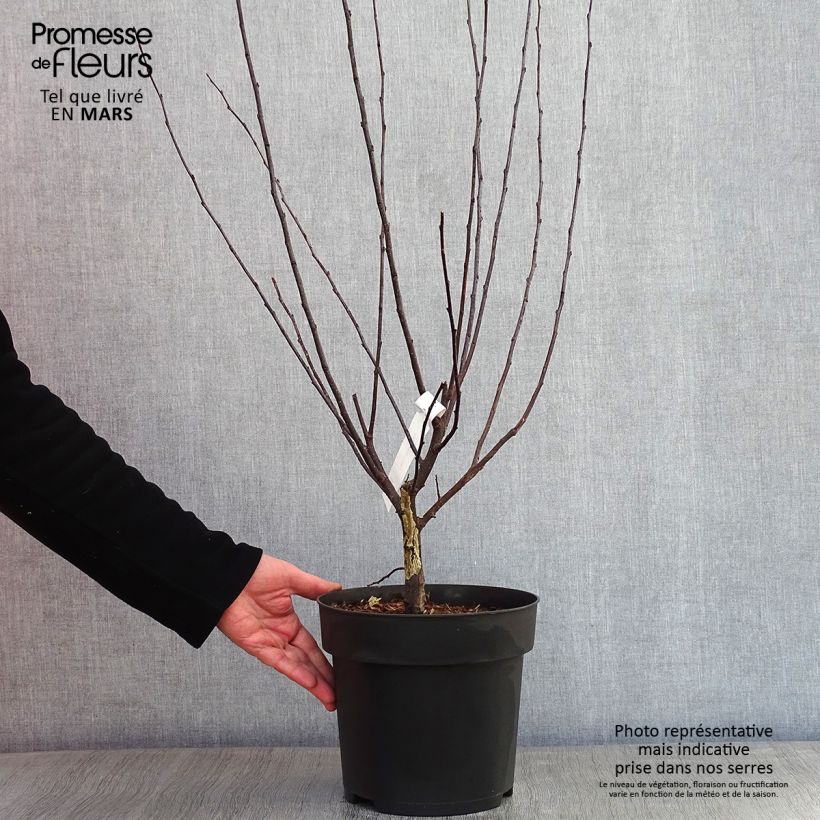 Spécimen de Malus toringo Freja - Pommier d'ornement Pot de 7,5L/10L tel que livré en hiver