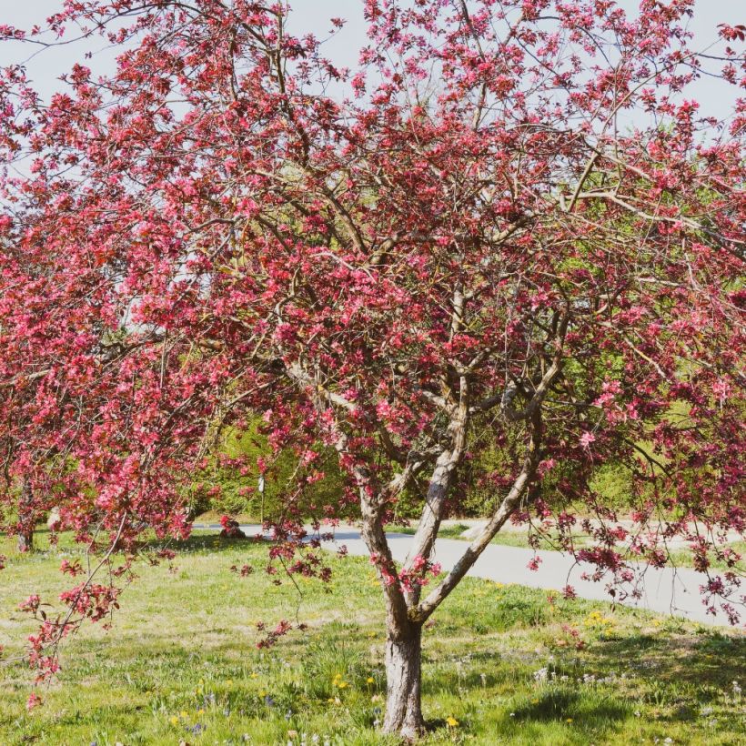 Pommier d'ornement - Malus Coccinella Courtarou (Port)