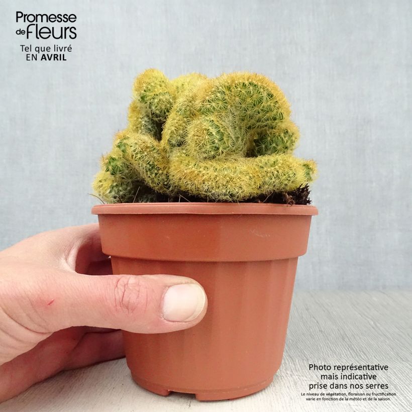 Example of Mammillaria elongata Cristata Pot de 12 cm / 13 cm as you get in printemps