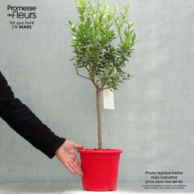 Example of Mandarinier Chinois - Citrus myrtifolia Pot de 4L/5L, 1/4 de tige as you get in printemps