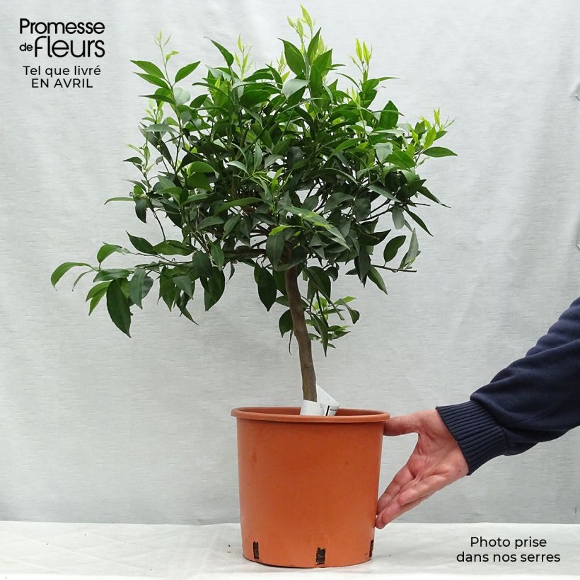 Example of Mandarinier - Citrus deliciosa - Agrumes Pot de 4L/5L, 1/4 de tige as you get in printemps