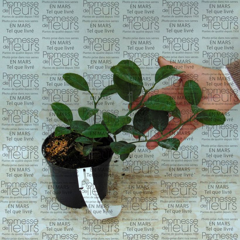 Exemple de spécimen de Mandarinier - Citrus reticulata Keraji Pot de 1L/1,5L, Buisson tel que livré