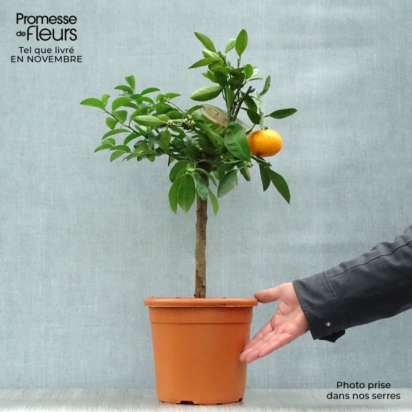 Spécimen de Mandarinier Satsuma - Citrus unshiu Pot de 4L/5L, 1/4 de tige tel que livré en automne