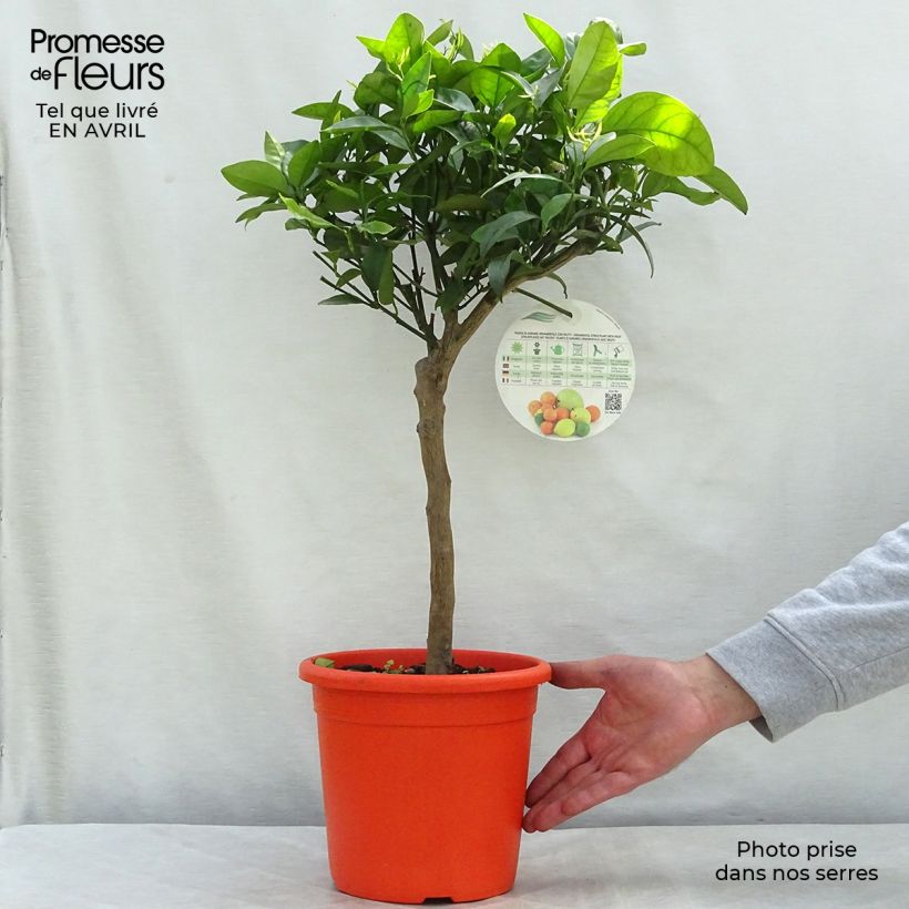 Example of Mandarinier Satsuma - Citrus unshiu Pot de 4L/5L, 1/4 de tige as you get in printemps