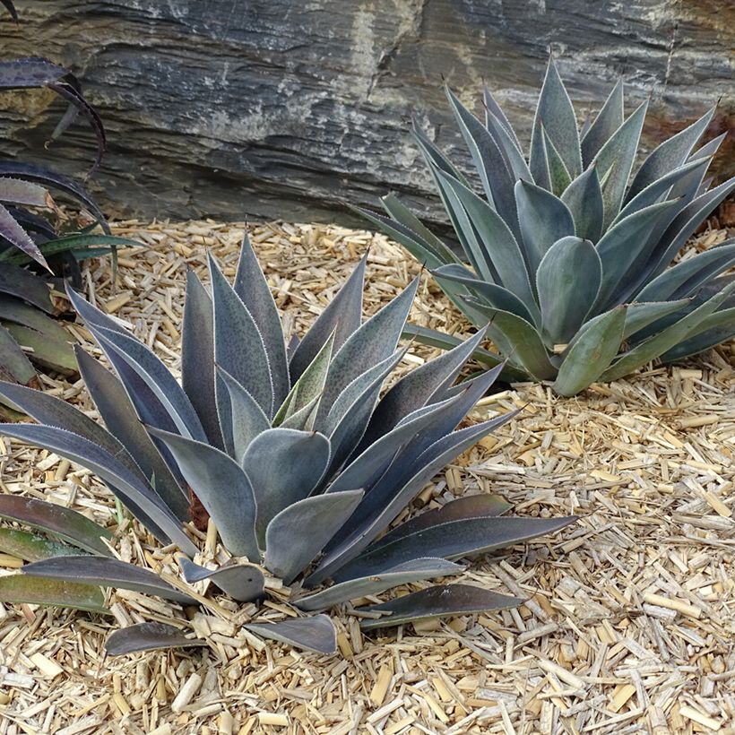 Mangave Mangavé Lavender Lady (Port)