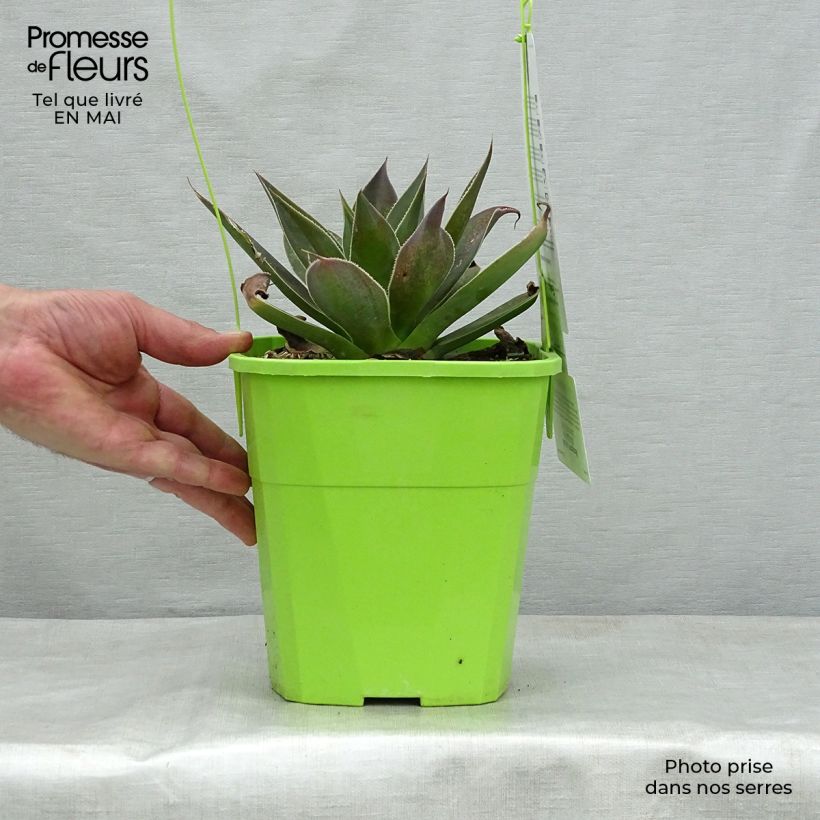 Spécimen de Mangave Mangavé Lavender Lady Pot de 3L/4L tel que livré au printemps