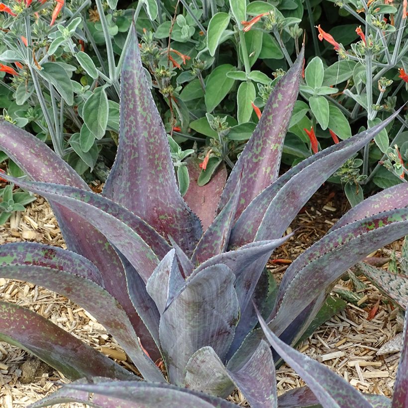 Mangave Mangavé Mission to Mars (Plant habit)