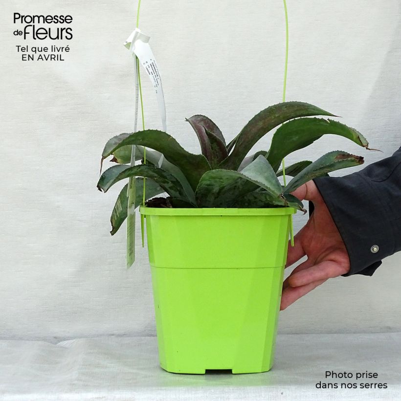 Example of Mangave Mangavé Mission to Mars Pot de 4L/5L as you get in printemps