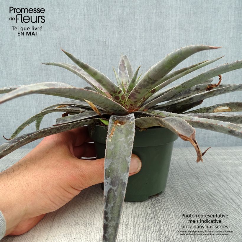 Spécimen de Mangave Mangavé Moonglow Pot de 1L/1,5L tel que livré au printemps