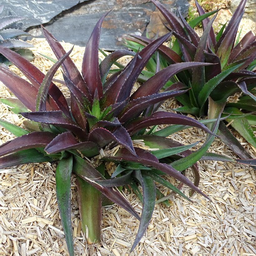 Mangave Mangavé Redwing (Port)