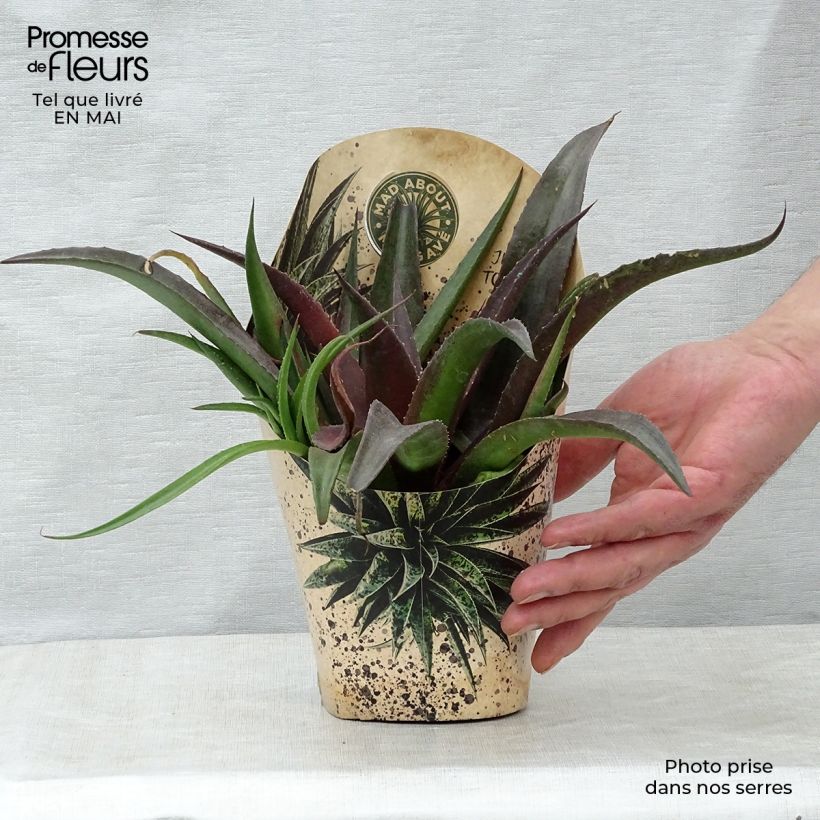 Spécimen de Mangave Mangavé Redwing Pot de 1L/1,5L tel que livré au printemps