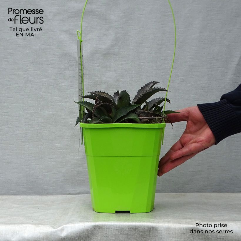 Example of Mangave Mangavé Silver Fox Pot de 3L/4L as you get in printemps