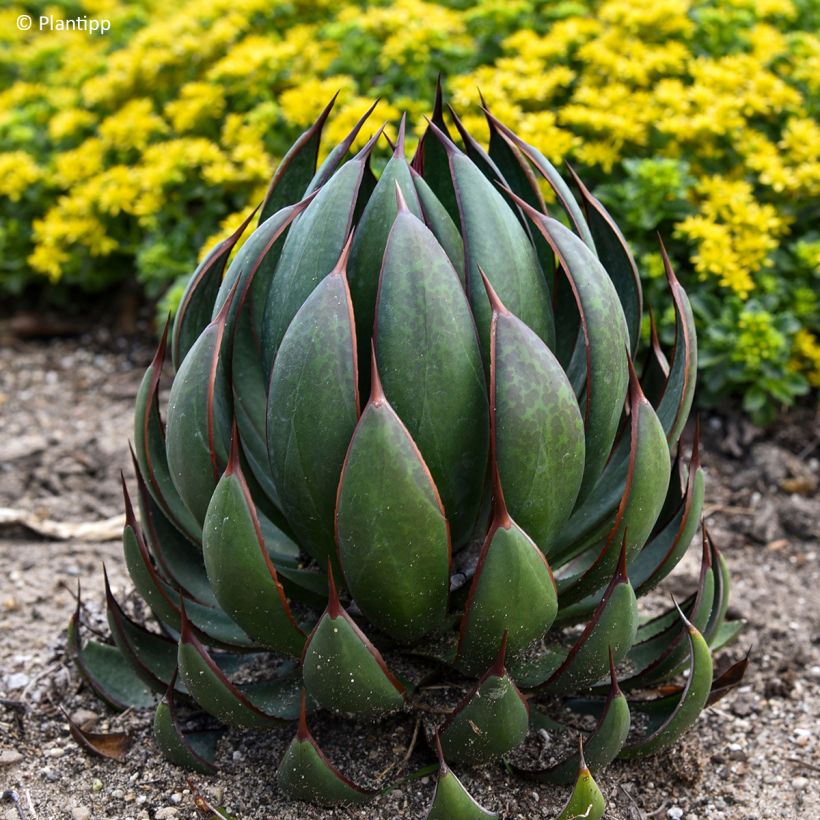 Mangave Praying Hands (Feuillage)