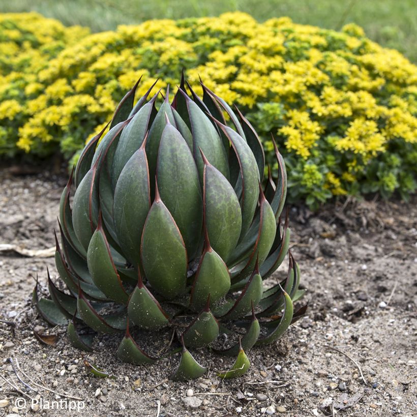 Mangave Praying Hands (Port)