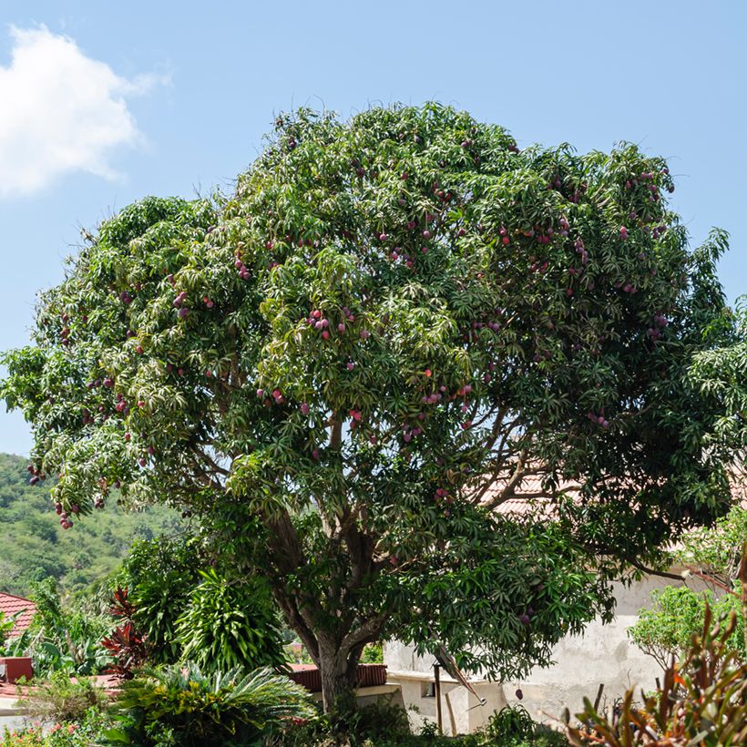 Manguier Irwin - Mangifera indica (Plant habit)