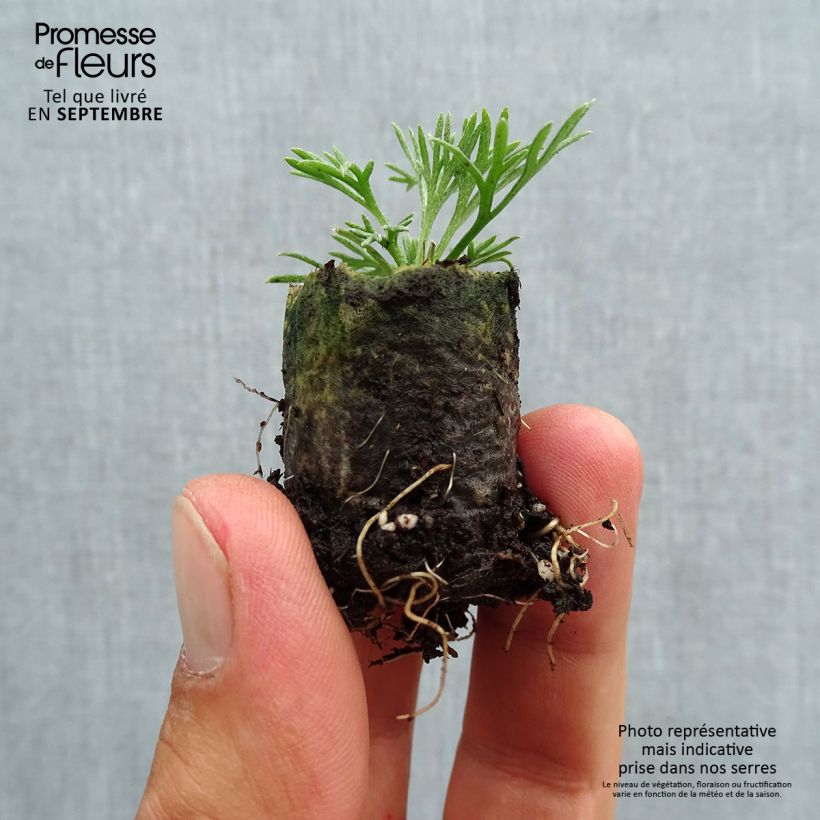 Spécimen de Marguerite du Maroc African Rose - Rhodanthemum hosmariense  Mini-motte Mini-motte Ø 3/4 cm, Plant vert de 5 à 7 cm de haut tel que livré en automne