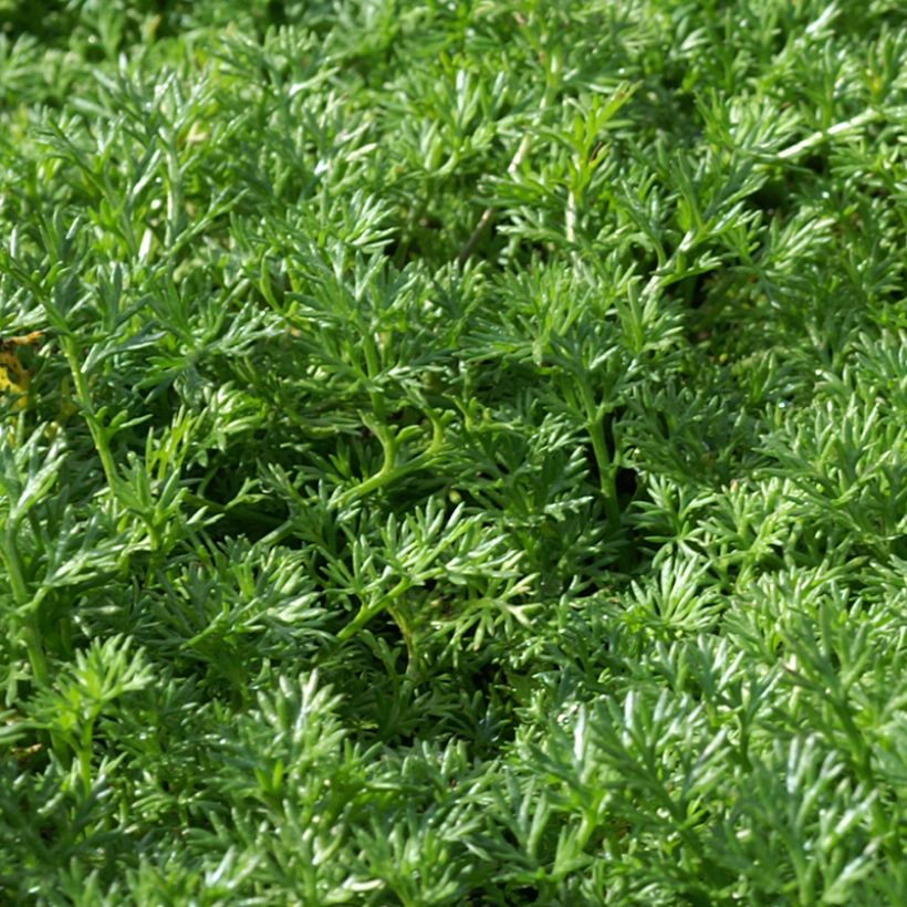 Matricaria tchihatchewii - Pyrèthre gazonnant (Feuillage)