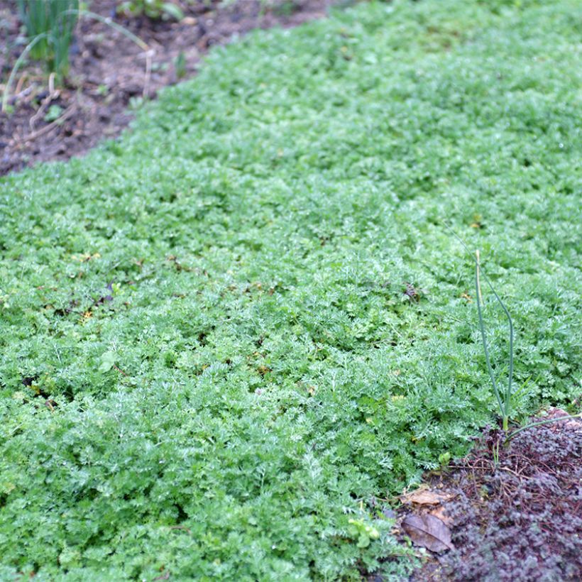 Matricaria tchihatchewii - Pyrèthre gazonnant (Port)