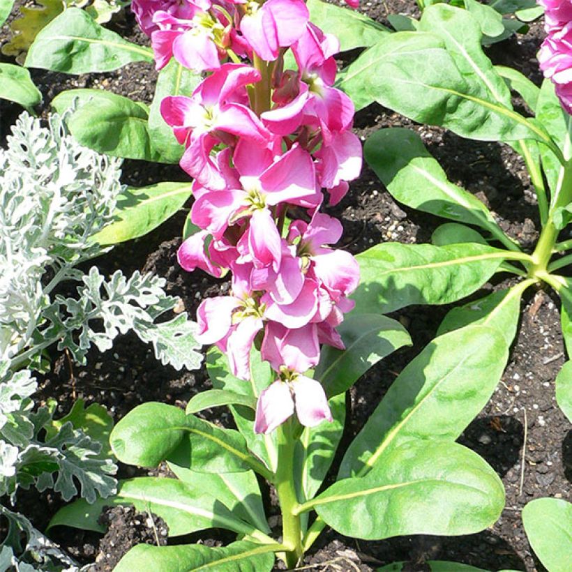 Giroflée quarantaine - Matthiola incana (Port)