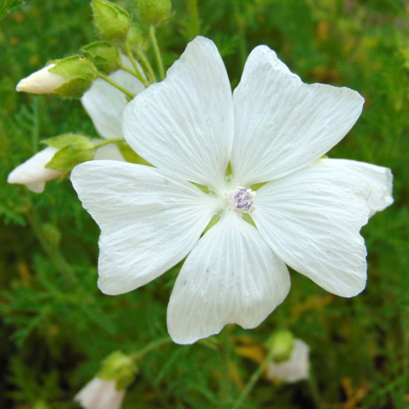 Mauve blanche - Malva moschata Alba (Flowering)