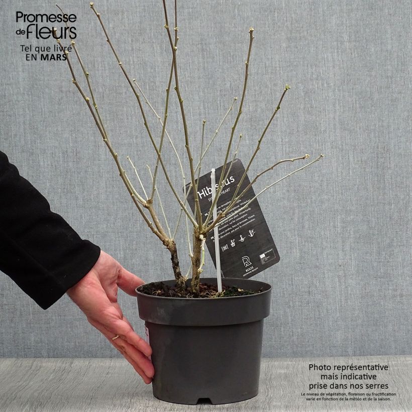 Spécimen de Hibiscus syriacus Red Heart - Mauve en arbre Pot de 3L/4L tel que livré au printemps