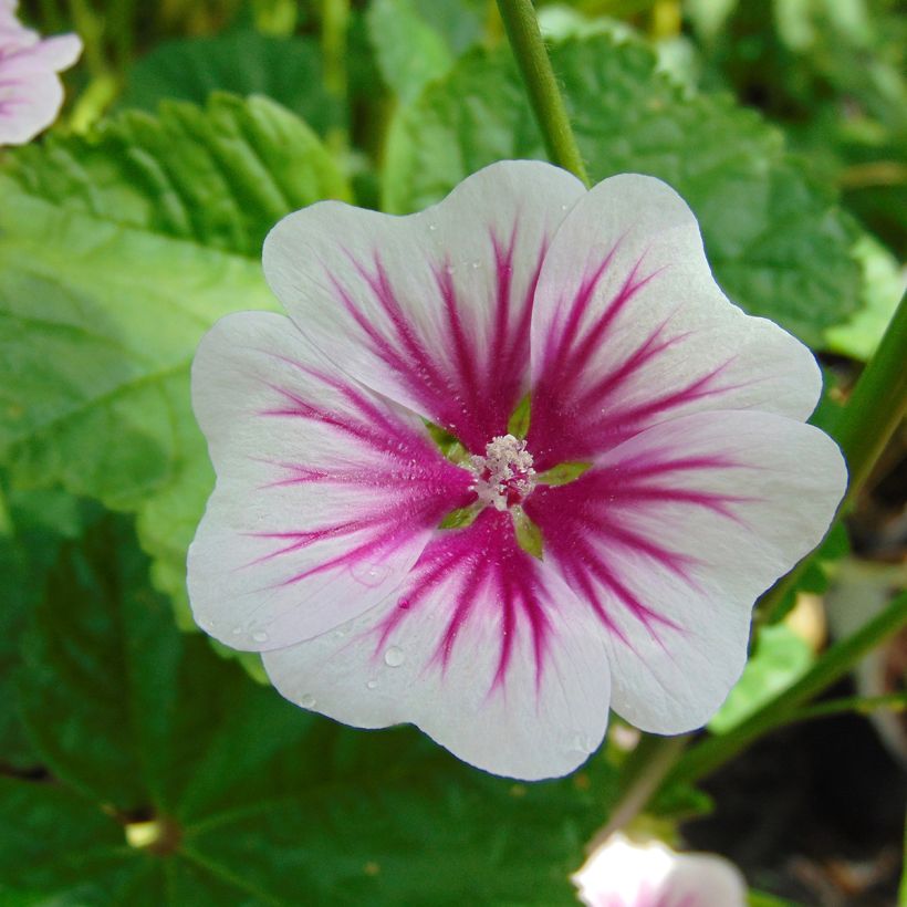 Mauve sylvestre - Malva sylvestris (Floraison)