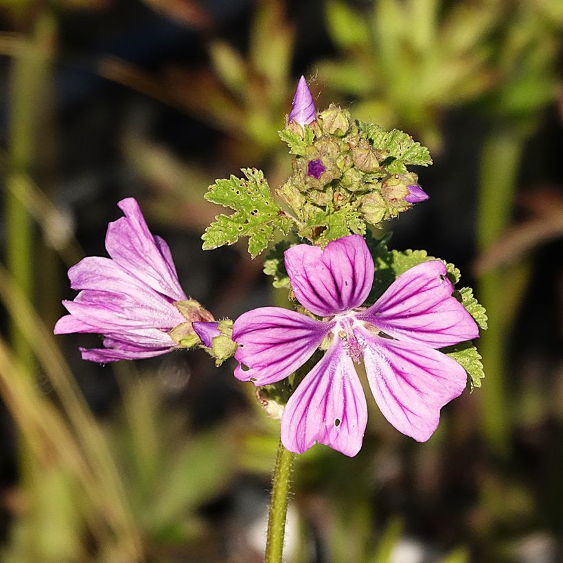 Mauve sylvestre - Malva sylvestris (Floraison)